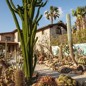 Garden Cactus Landhaus